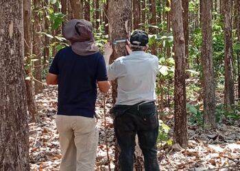 Fazenda Sororó: Referência em Sustentabilidade no Agronegócio com o Sistema ILPF em Marabá (PA)